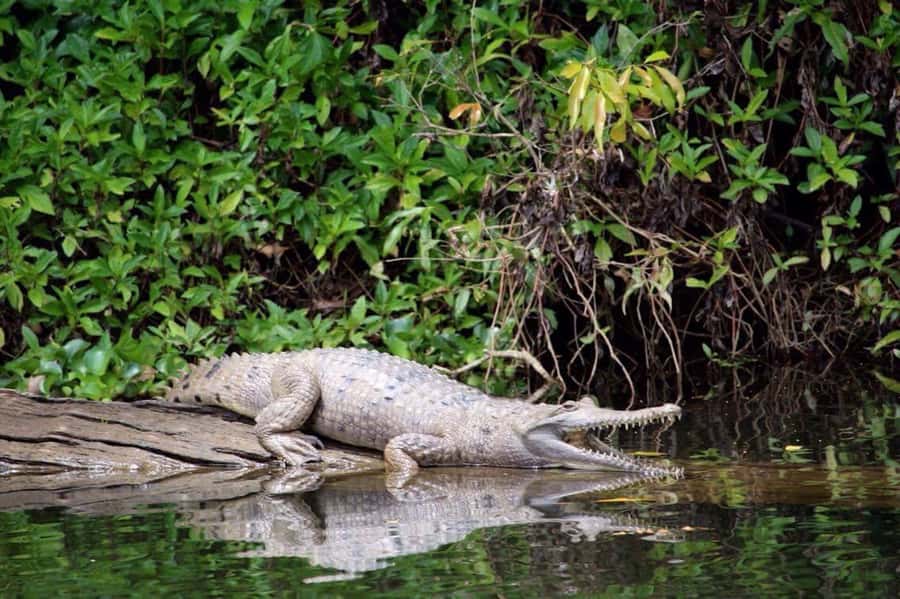 Kuranda: Riverboat Tour - What happens during the 45-minute cruise