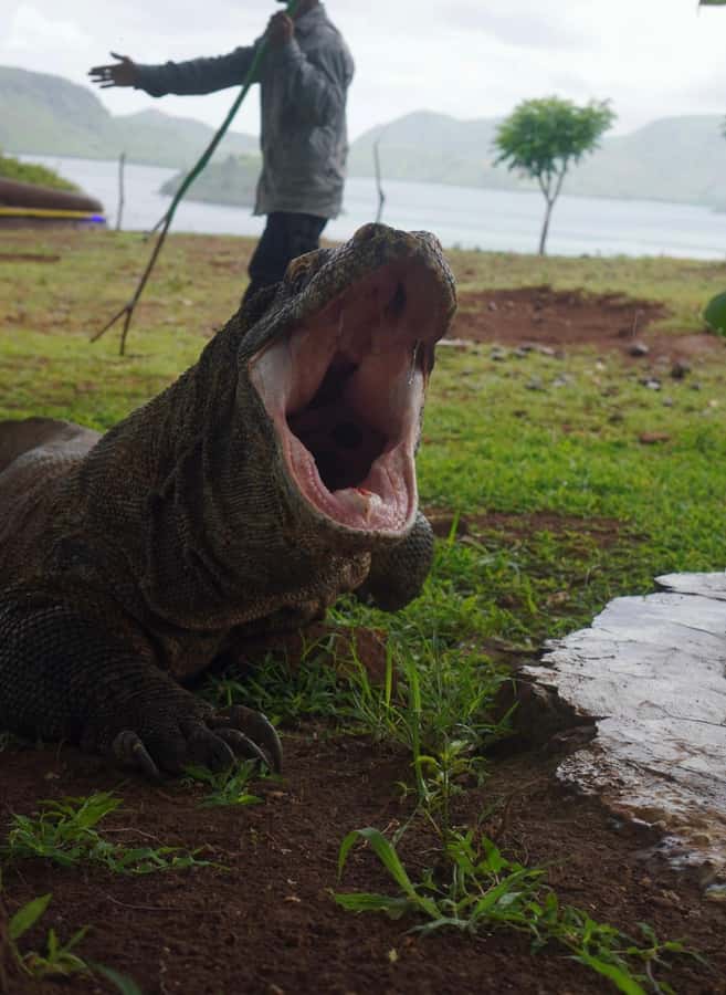 Labuan Bajo: 2D1N Komodo & Pink Beach Shared Boat Tour - What can change, and how to prepare