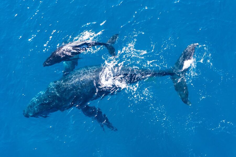 Lagos: Dolphins & Caves - Catamaran - Who should book this cruise?