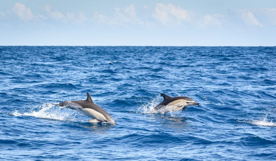 Lagos: Dolphins & Caves - Catamaran - The catamaran and the ride from Lagos