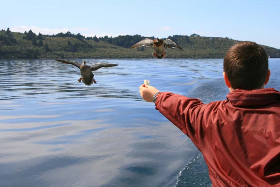 Lake Taupo: 1.5-Hour Māori Rock Carvings Cruise - Boarding at the Taupō harbour