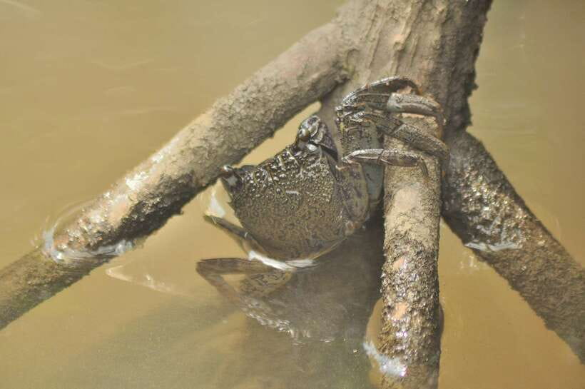 Langkawi: Kilim Mangrove Boat Tour with Lunch and Pickup - Guides who make the difference