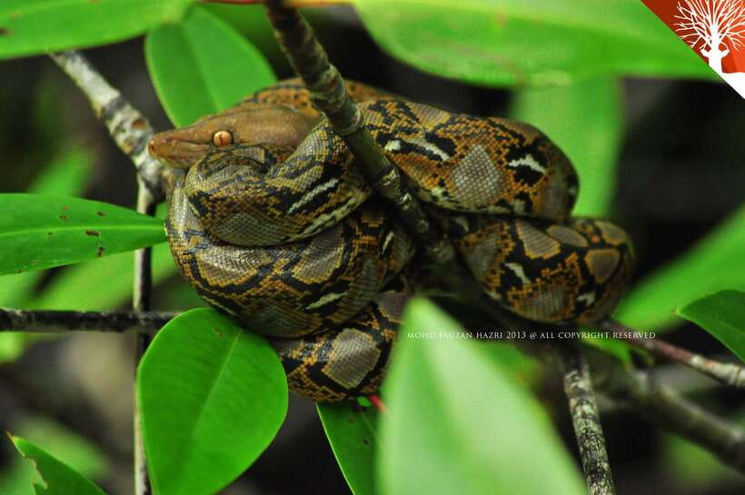 Langkawi: Kilim Mangrove Boat Tour with Lunch and Pickup - What the $47 price really covers