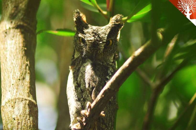Langkawi: Kilim Mangrove Boat Tour with Lunch and Pickup - The mangrove channels and limestone cliffs