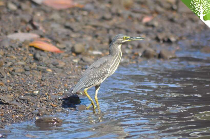Langkawi: Kilim Mangrove Boat Tour with Lunch and Pickup - Lunch at the floating restaurant