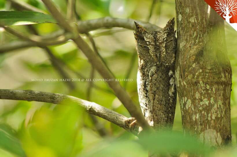 Langkawi: Kilim Mangrove Boat Tour with Lunch and Pickup - What the boat ride feels like