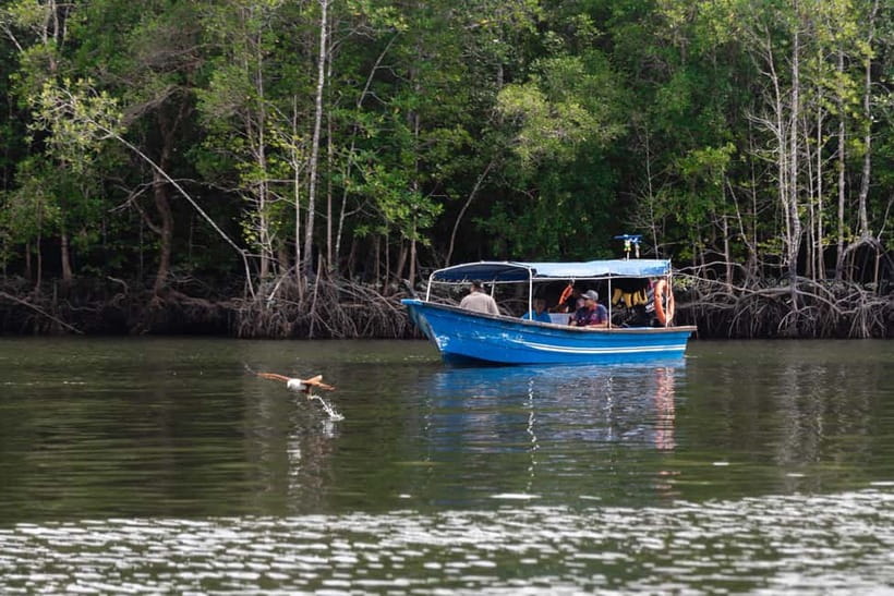 Langkawi: Mangrove River Cruise Sharing 3 Hours - What the three-hour cruise is really like