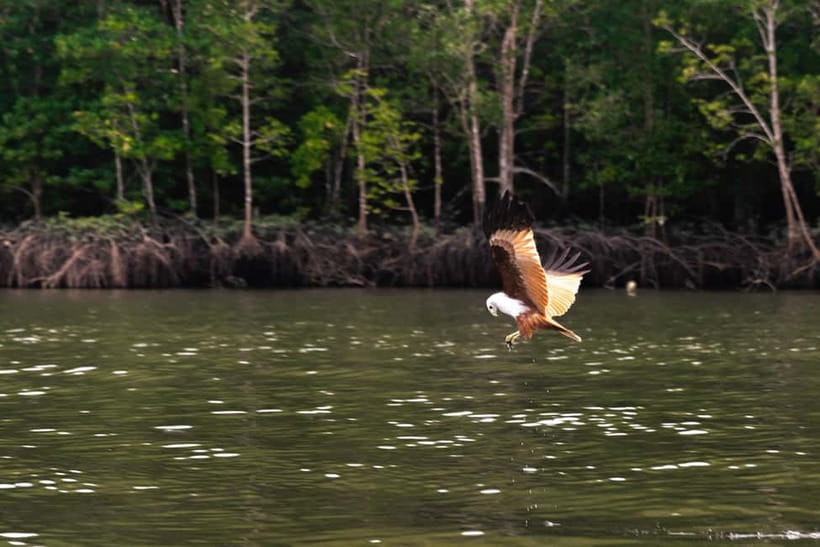 Langkawi: Mangrove River Cruise Sharing 3 Hours - Eagle watching comes early for a reason