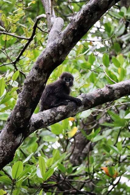 Langkawi: UNESCO Global Geopark Mangrove Cruise - What the guide adds to the experience