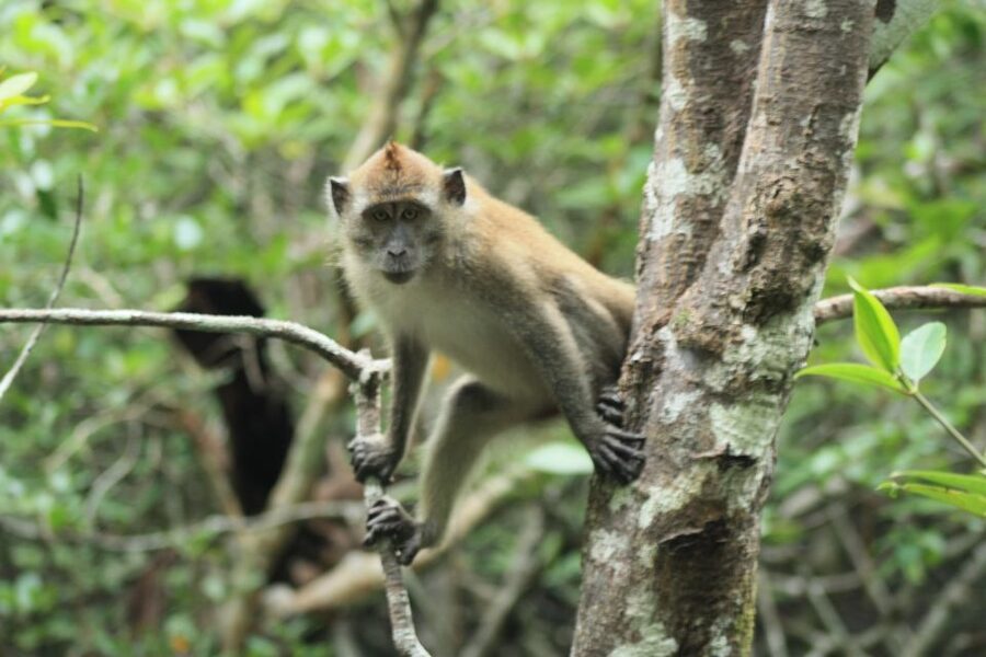Langkawi: UNESCO Global Geopark Mangrove Cruise - Who should book this cruise?