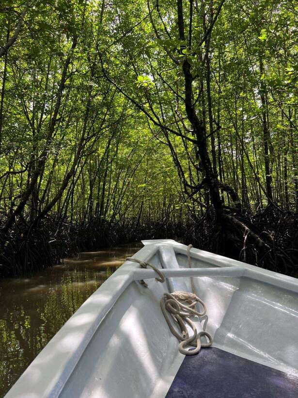 Langkawi: UNESCO Global Geopark Mangrove Cruise - Into the mangrove channels