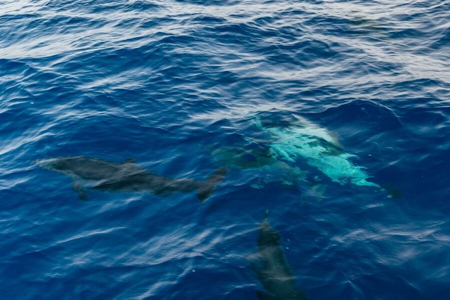Lanzarote: 2.5-Hour Sunset and Dolphins Cruise - Should you book the Lanzarote sunset and dolphins cruise?