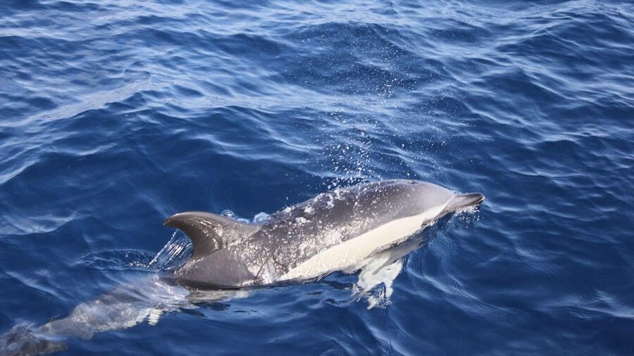 Lanzarote: 2.5-Hour Sunset and Dolphins Cruise - What this Lanzarote sunset cruise is really like