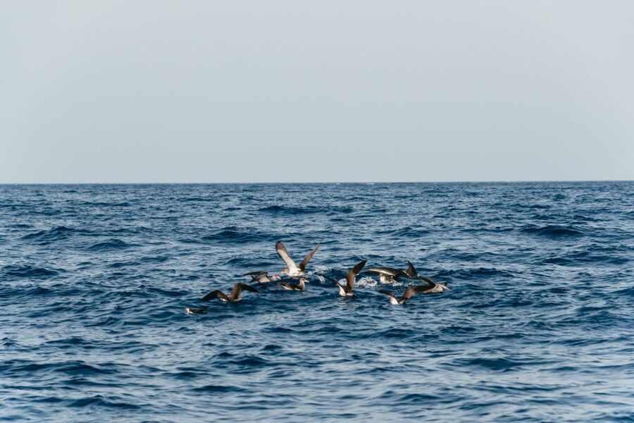 Lanzarote: 2.5-Hour Sunset and Dolphins Cruise - How the tour’s value changes by season