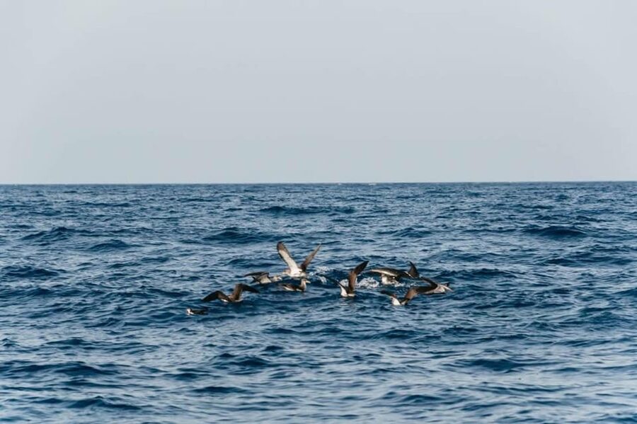 Lanzarote: 2.5-Hour Sunset and Dolphins Cruise - Booking, cancellation, and useful practical details