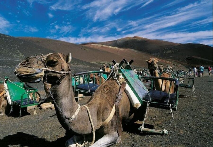 Lanzarote: Day Tour for Cruise Passengers - The optional camel ride
