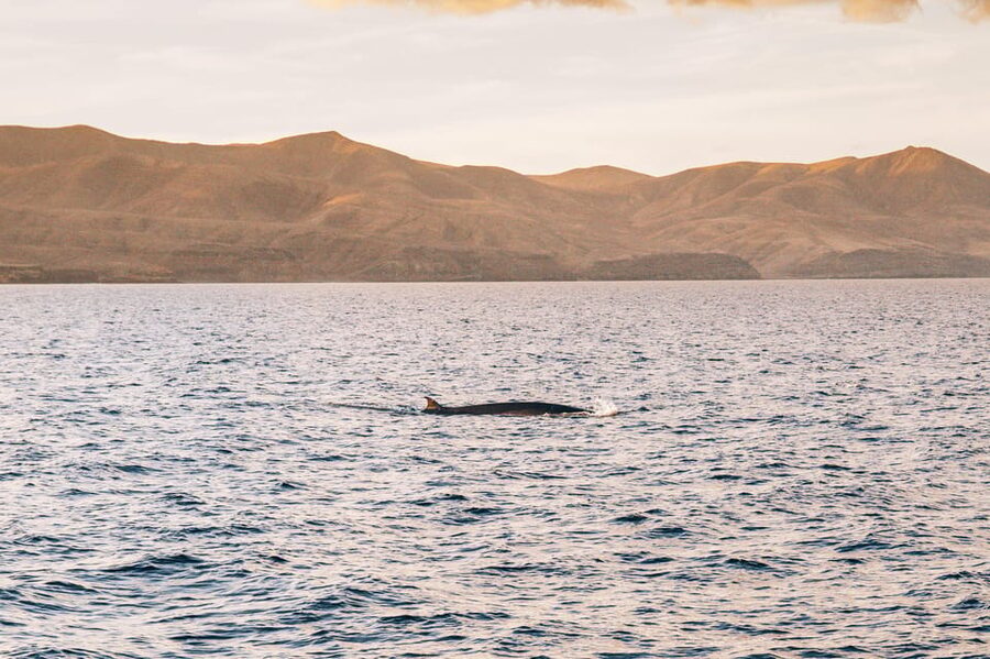 Lanzarote: Dolphin-Watching Sunset Cruise with Transfers - Is $60 good value?