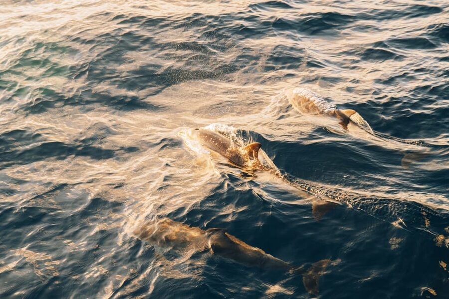 Lanzarote: Dolphin-Watching Sunset Cruise with Transfers - Boarding with a mojito and light snacks