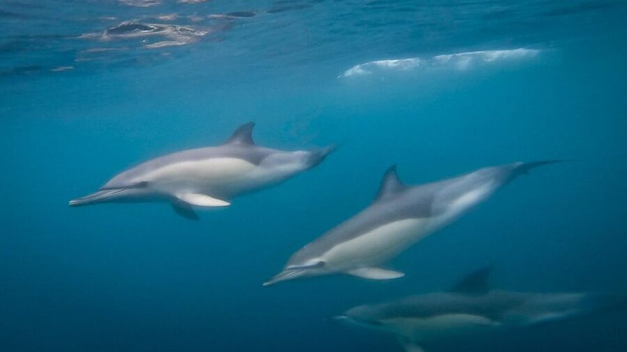 Lisbon: Dolphin Watching with Marine Biologist - Small Group - Quick take: what makes this Lisbon boat trip special