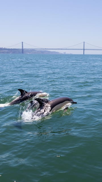 Lisbon: Dolphin Watching with Marine Biologist - Small Group - Searching open water for dolphins