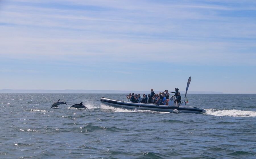 Lisbon: Dolphin Watching with Marine Biologist - Small Group - Fort of São Lourenço do Bugio from the water