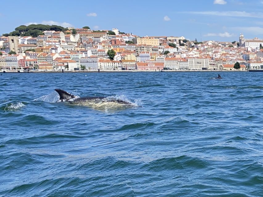 Lisbon: Dolphin Watching with Marine Biologist - Small Group - The Cascais coast and the sea view of Lisbon