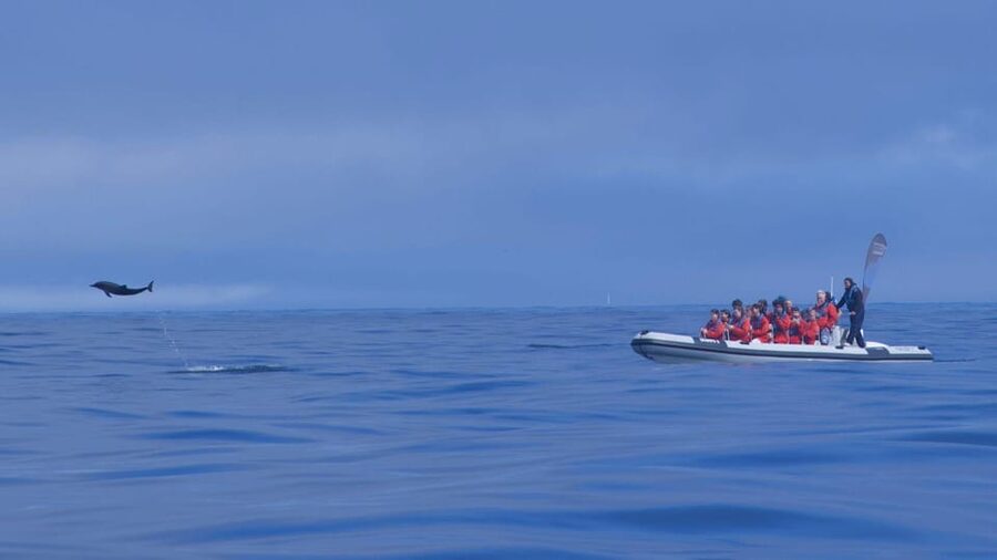 Lisbon: Dolphin Watching with Marine Biologist - Small Group - The science and conservation element