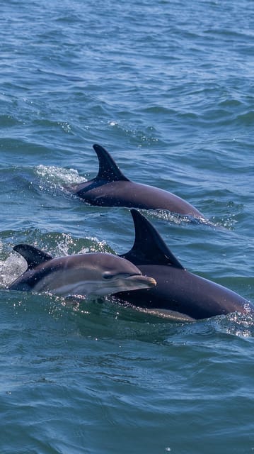 Lisbon: Dolphin Watching with Marine Biologist - Small Group - From Doca de Santo Amaro onto the Tagus