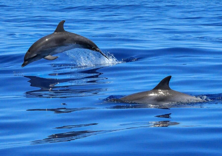 Lisbon: Tagus River Cruise to the Ocean & Dolphin Watching - From Lisbon’s ferry terminal to the Atlantic