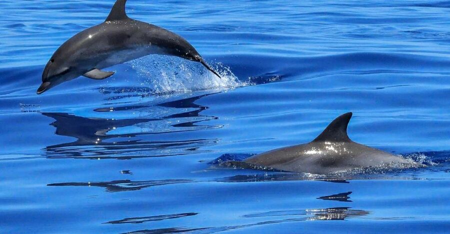 Lisbon: Tagus River Cruise to the Ocean & Dolphin Watching - Trafaria and the move toward open water