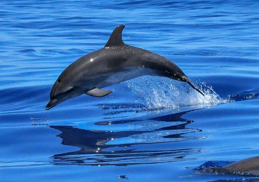 Lisbon: Tagus River Cruise to the Ocean & Dolphin Watching - What the $38 price really gets you