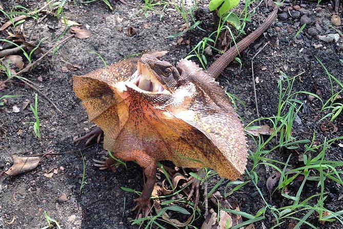 Litchfield National Park and Jumping Crocodile Cruise - The guides shape the day