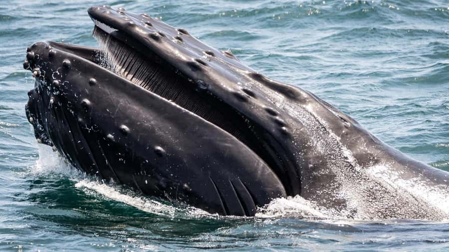 Long Beach: Whale and Dolphin Watching Cruise - What you might see beyond the harbor