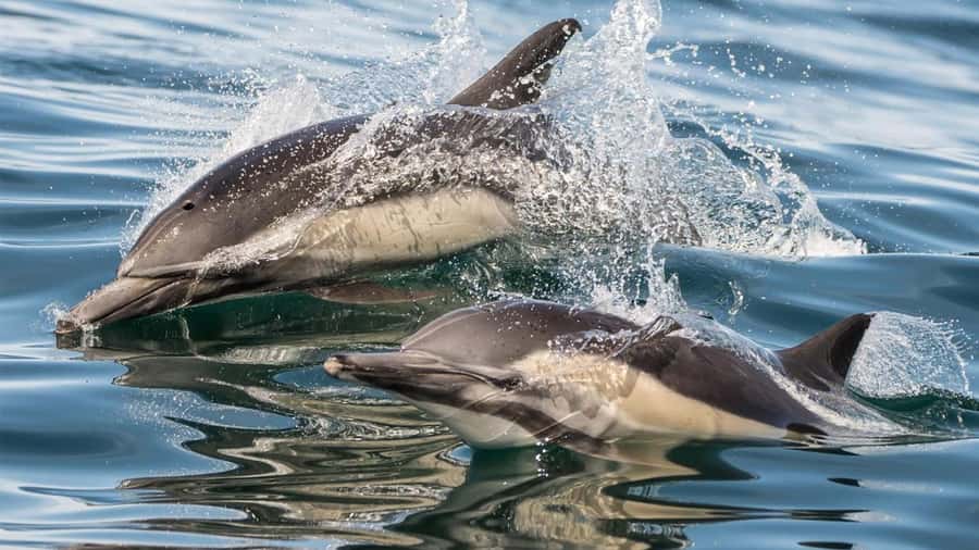 Long Beach: Whale and Dolphin Watching Cruise - A comfortable boat, with a few practical caveats