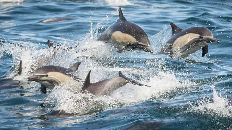 Long Beach: Whale and Dolphin Watching Cruise - Timing, weather, and the best way to prepare