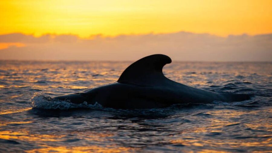 Los Cristianos: Eco Yacht Whale Watching Tour at Sunset - Why the Travelin Lady matters for wildlife watching