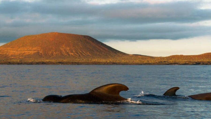 Los Cristianos: Eco Yacht Whale Watching Tour at Sunset - The sunset view toward Mount Teide