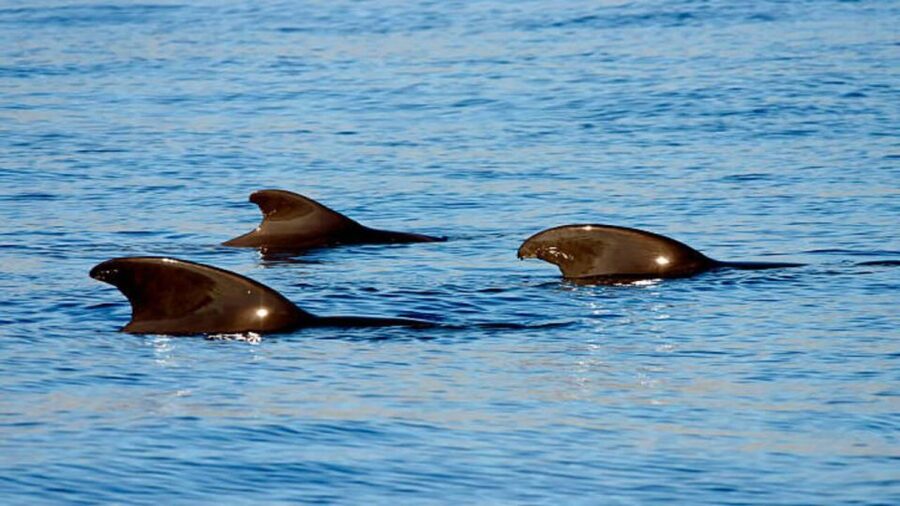 Los Cristianos: Eco Yacht Whale Watching Tour at Sunset - Practical details before you book