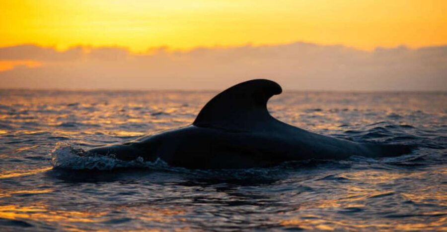 Los Cristianos: Eco Yacht Whale Watching Tour at Sunset - The first 30 minutes on the water