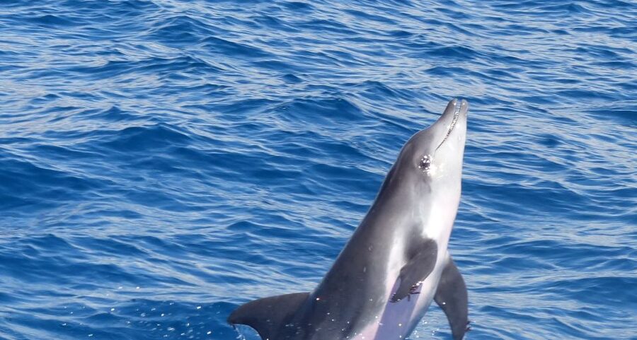 Los Cristianos Respectful No-Chase Whale and Dolphin Safari - Key points at a glance