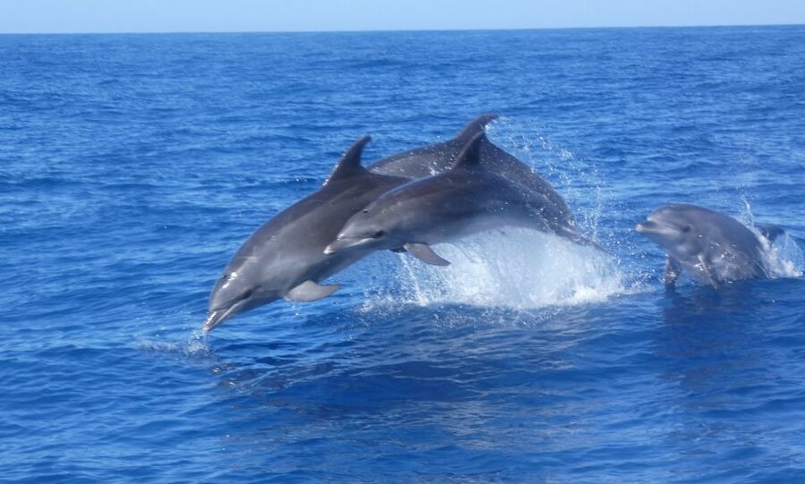 Los Cristianos Respectful No-Chase Whale and Dolphin Safari - What the praise gets right, and where to be careful