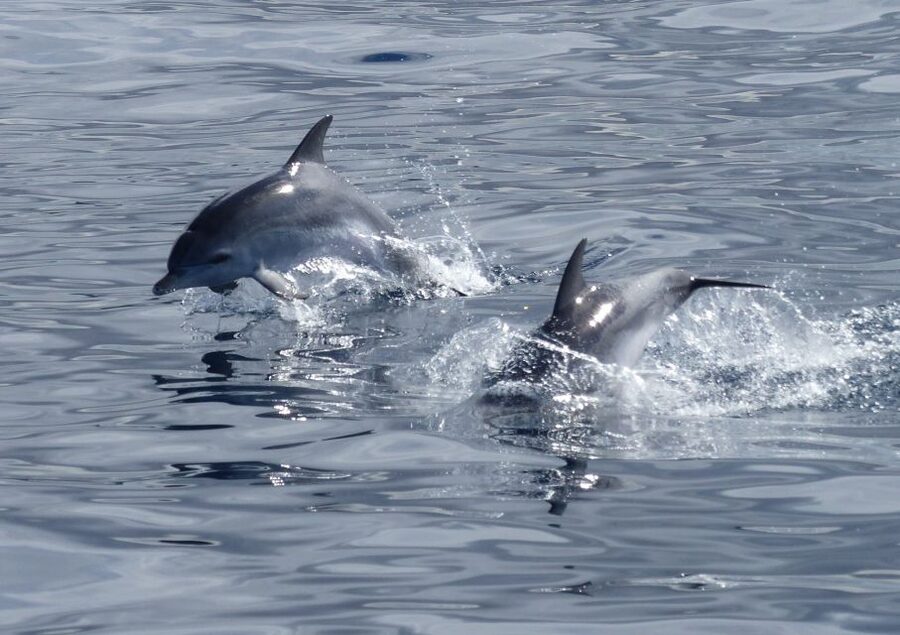 Los Cristianos Respectful No-Chase Whale and Dolphin Safari - Why the no-chase rule matters at sea