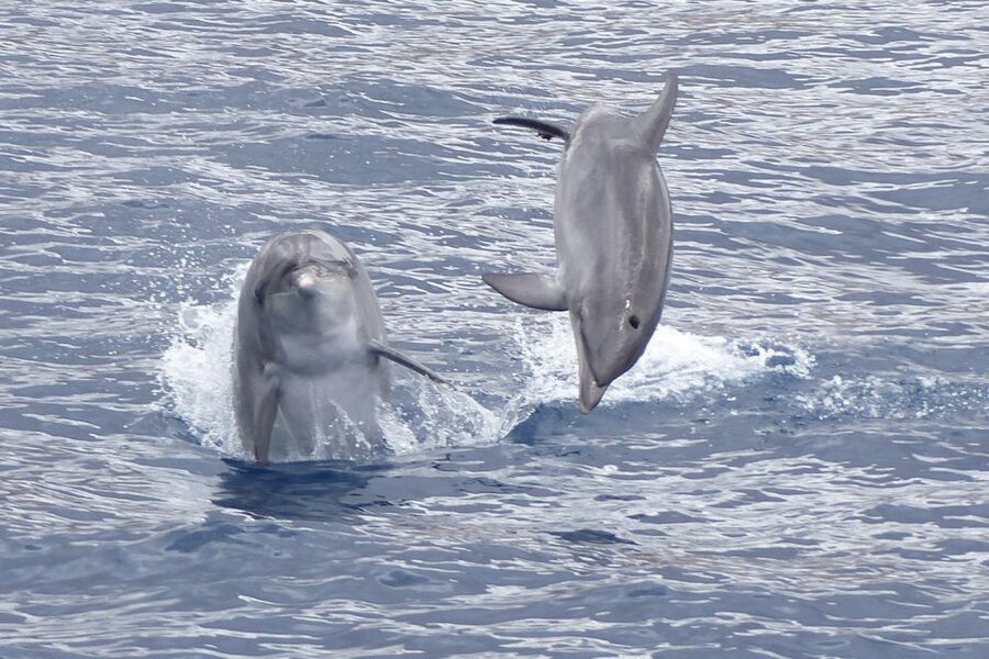 Los Cristianos Respectful No-Chase Whale and Dolphin Safari - What the Bahriyeli is like on the water