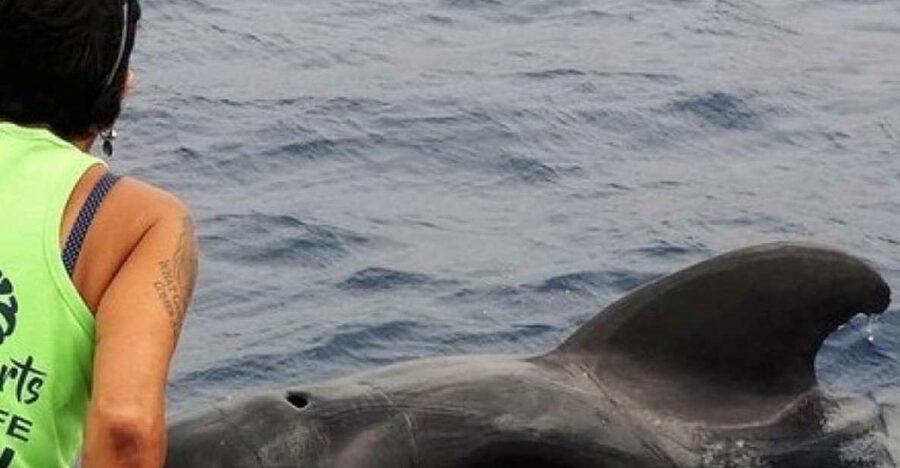 Los Cristianos Respectful No-Chase Whale and Dolphin Safari - Finding whales and dolphins without chasing them