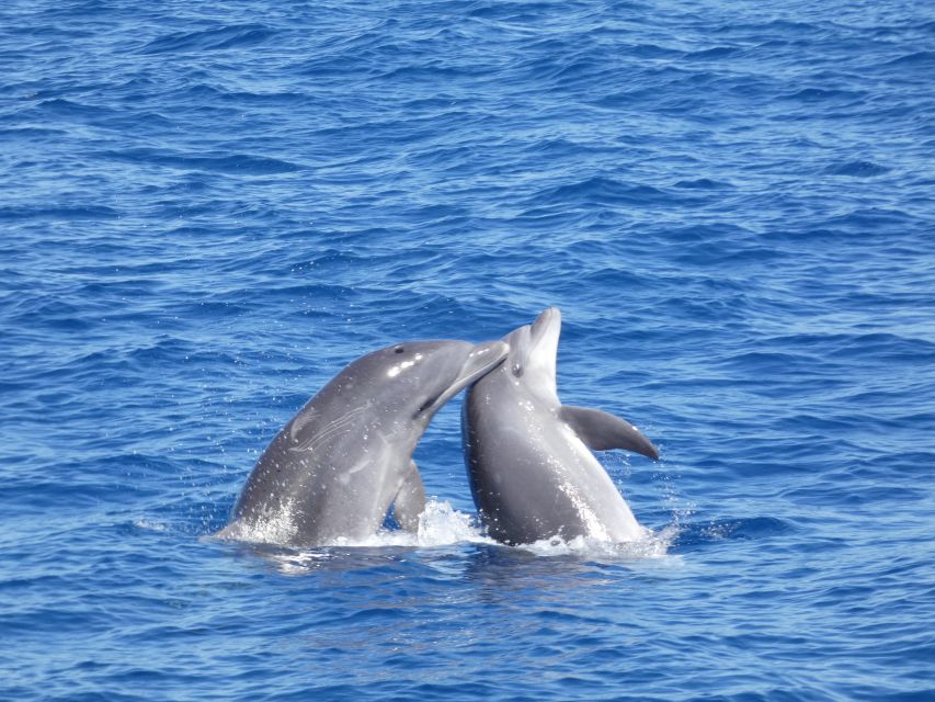 Los Cristianos Respectful No-Chase Whale and Dolphin Safari - Why the longer-range license matters
