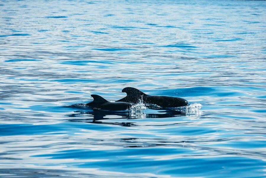 Los Cristianos Respectful No-Chase Whale and Dolphin Safari - The guides and the conservation message
