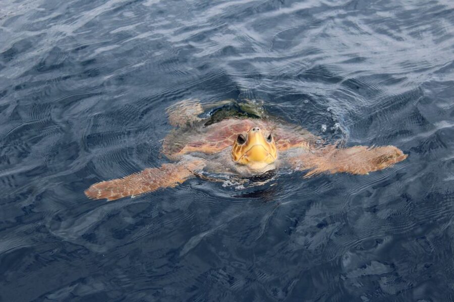 Los Cristianos Respectful No-Chase Whale and Dolphin Safari - Why there is no swimming stop