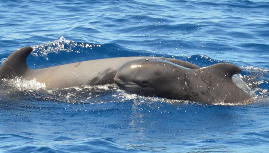 Los Cristianos Respectful No-Chase Whale and Dolphin Safari - Price, timing, and who will enjoy it