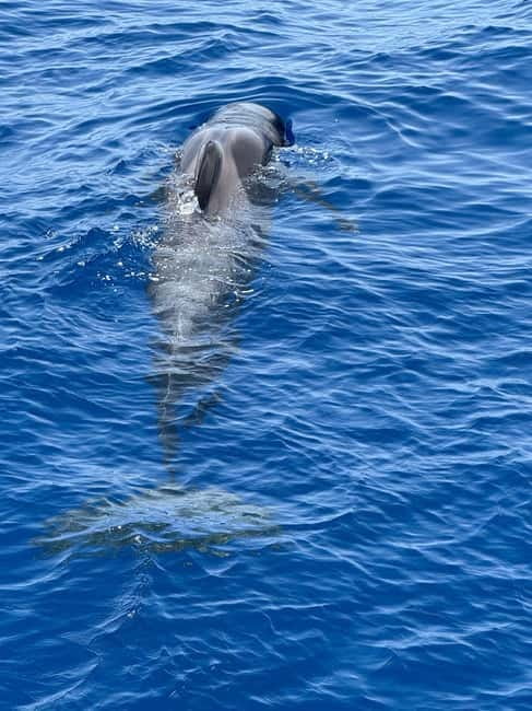 Los Cristianos: Viking Cruise Whales & Dolphins Watching - Setting out from Los Cristianos Harbour