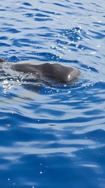 Los Cristianos: Viking Cruise Whales & Dolphins Watching - Searching for pilot whales and dolphins